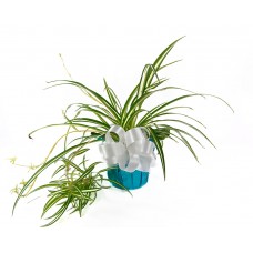 Spider Plant